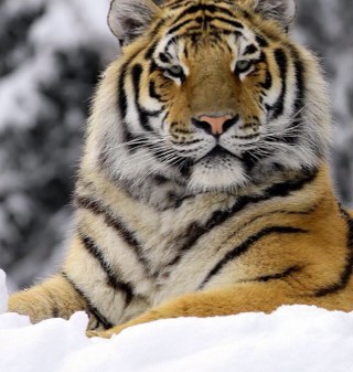 Bartelomei's profile picture. 