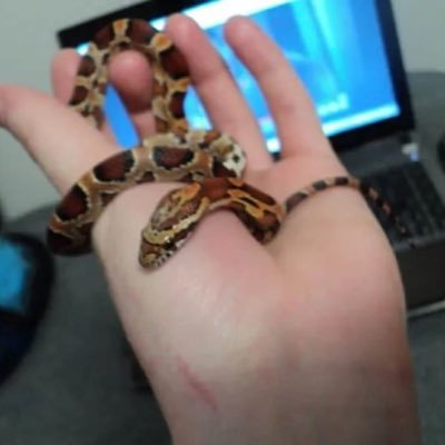 proofofsnake's profile picture. 