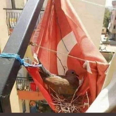 Savaromar1's profile picture. 