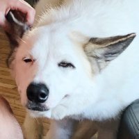 Jason Bornn (@jbo_04) 's Twitter Profile