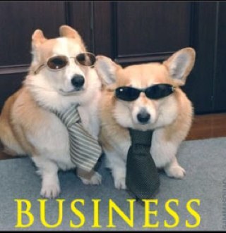 BusinessCorgis's profile picture. The business of corgis is business.