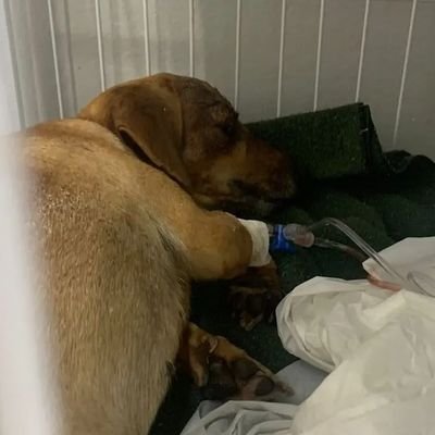 Ayla é uma cachorrinha que foi atropelada por uma moto quinta feira dia 02/03/2023 e fraturou o crânio, ela precisa da ajuda de todos para sua cirurgia...