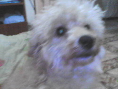 niscelene's profile picture. 