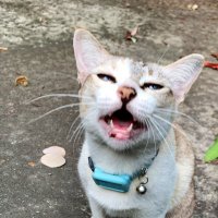Bibie Gummy 💖 (@ny603) 's Twitter Profile