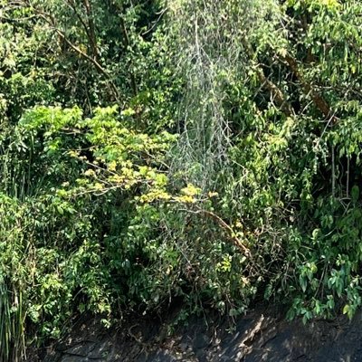 dagomarin's profile picture. 