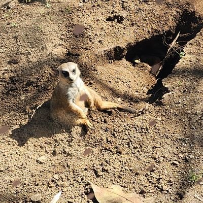 CatsSpaceCoffee's profile picture. Socialism: Workplaces should be owned and operated democratically by all of the workers themselves (Worker Co-Ops). Expansion of democracy into our work lives.