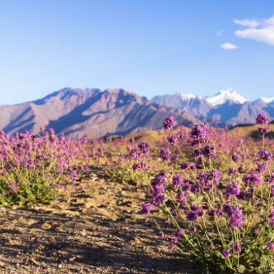 xm20232023's profile picture. @SuiNSdapp  Fam 💜