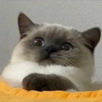 ποΈ (@ssk_nekotyan) 's Twitter Profile