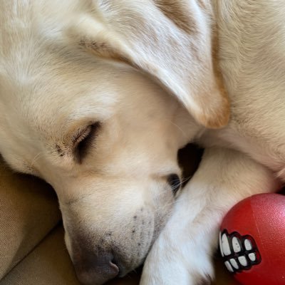 いわきFC応援中! 写真の愛犬は颯音🦮(保護犬・2023/2、2歳の時に家族入り)、先代犬・陸🐕🦺(2008/3/1〜2020/7/4🌈) あとは家族(🐶含)と生きてるだけでいい。都内単身赴任10余年。人生alcohol as a panacea🍺🍶🥃🍷🍻/PS5/サザンオールスターズ