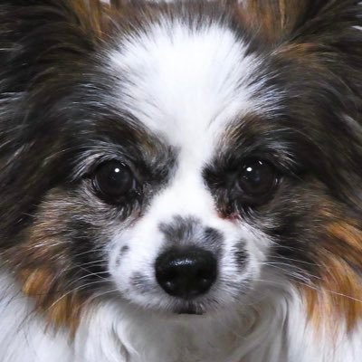 三田結菜さんとオービルズを深く熱く愛し応援しています❤️ カラフルな流線形が大好きな造形作家イラストレーター 🎨 アイコンはパピヨン🦋 佐々木伸(サブ垢) 過去のツイートはサブ垢からお入り下さい@dlvfeuli4bmjv6r YouTubeはhttps://t.co/SmYQbuNFJT