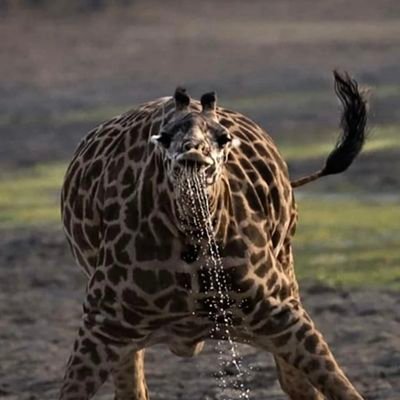 Malachicsgo's profile picture. 