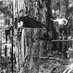 Walt Whitman (@woodsmanbrit) Twitter profile photo Walt Whitman (@woodsmanbrit) Twitter profile photo