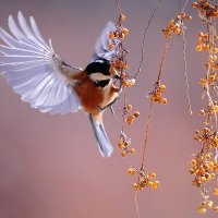 Buzzing Bird(@bird_buzzing) 's Twitter Profile Photo