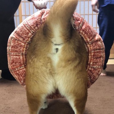 koyu🪁さんのプロフィール画像