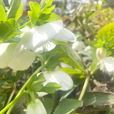 rgc1br's profile picture. 歌を詠みます。でも結局ごちゃまぜアカウント。そういうのが好き。