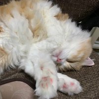 ๅ
ซๆ:ๅ
ๅข๐งๅบใใคๅ็
ง๐โโ๏ธ (@chieko99jp) 's Twitter Profile