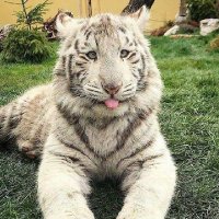 Nov(novalr963.near) (@novalr963) 's Twitter Profile