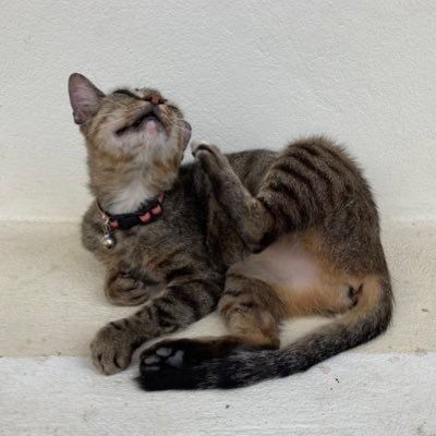 stepragtime's profile picture. 