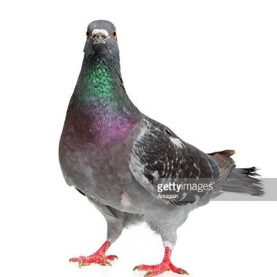 pigeon_brooklyn Profile Picture