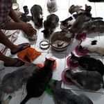 Mother'sCat

Personal blog

😻 lndependent 🐈 rescuer 😻 70 stray cats 🐈 pro steril 🐈
FOR DONATIONS PLEASE DM US FOR MORE DONATION VIA LINK BELOW 😿🙏