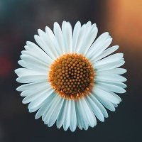 büşra (@buuusraa9) 's Twitter Profile