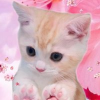 ニニコトラコ (@mfx8ffjdirszbpq) 's Twitter Profile