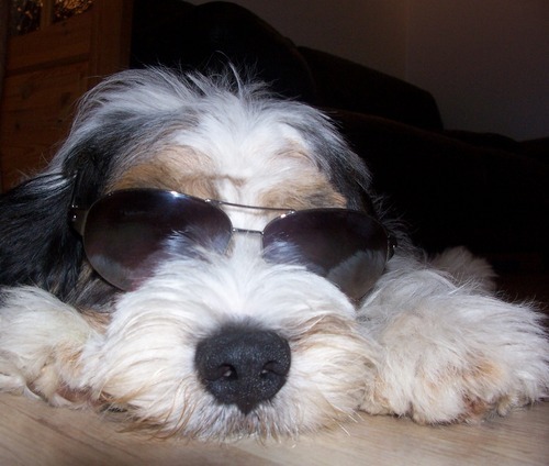Bit of a nutter, bit of a prankster too!!, Loves LFC 4 grown up kids and a nutty dog Keeper a Tibetan Terrier