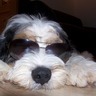 lfc4eva's profile picture. Bit of a nutter, bit of a prankster too!!, Loves LFC 4 grown up kids and a nutty dog Keeper a Tibetan Terrier