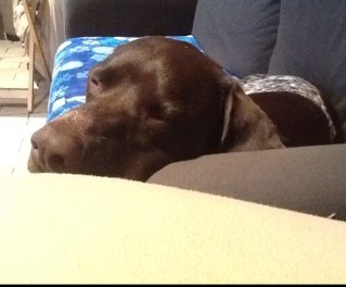 bgoodsc's profile picture. livin' the dream....