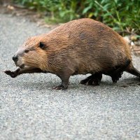 FPL Beaver (@fplbeaver) 's Twitter Profile