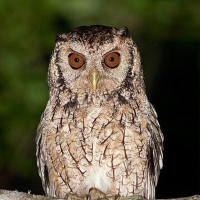 Owl05742676's profile picture. 