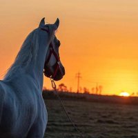 🦋💞خلك وسيع البال💞🦋 (@tm4ur93rd08yyj1) 's Twitter Profile