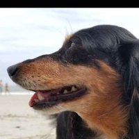 Hildy and Molly RIP ππ (@msamson56) 's Twitter Profile