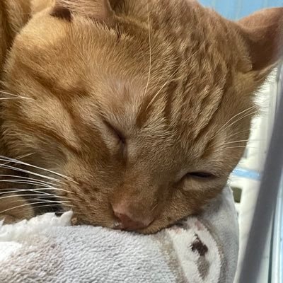 ilovehoesyadig's profile picture. 