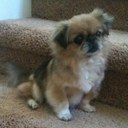 Josie Singh - @Pekewatch - Twitter