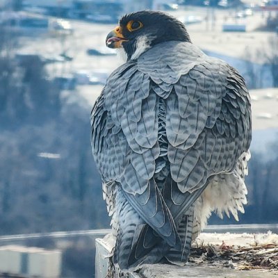 We are the resident pair of peregrines, 09/BS and 85/AK, nesting on the 15th floor of the Rachel Carson State Office Building in Harrisburg, PA.