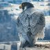 Falcon Chatter (@falconchatter) Twitter profile photo Falcon Chatter (@falconchatter) Twitter profile photo