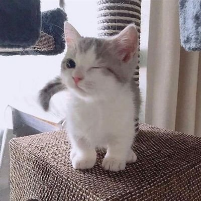 Khalifa79637087's profile picture. Eating pizza, playing Nintendo, and binge watching Stranger Things