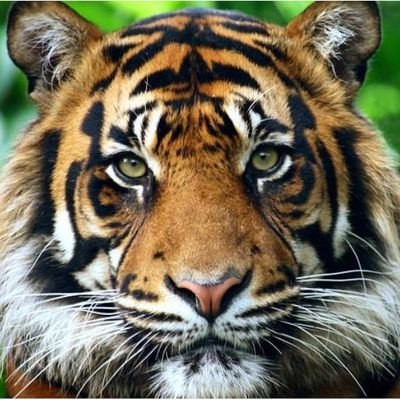 Morzimati's profile picture. #Formel1