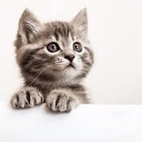 Mali41332A (@mali41332a) 's Twitter Profile