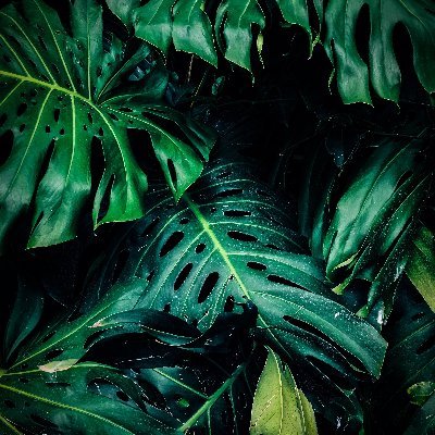 blizzardcodes's profile picture. dev & design