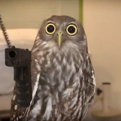 Owl with gun