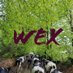 Wextext (@_wextext) Twitter profile photo Wextext (@_wextext) Twitter profile photo