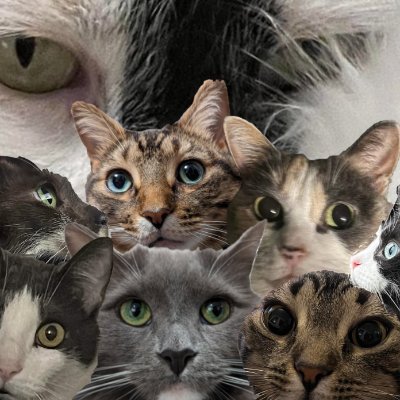 Follow the family cats: Teemo, Maple, Tilly, Peggy, Artie, Willa, Tibbers, and Martha! We will have something to entertain you, help you sleep or laugh!