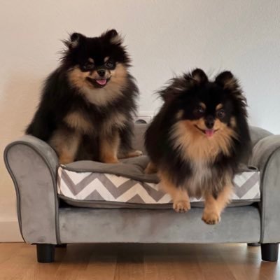 We are Henry & Hugo. Two fluffy Petfluencers from Germany✨Instagram:henry.pomchi 63K✨