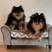 MyPomstars (@mypomstars) Twitter profile photo MyPomstars (@mypomstars) Twitter profile photo