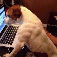 meunometaemuso's profile picture. jogo joguinhos e escrevo uns código louco aí q vira site

ISFJ