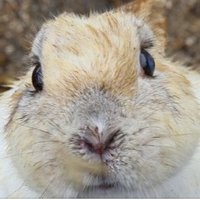 うさ吉 柚木うさ吉さんのプロフィール｜つなぐ