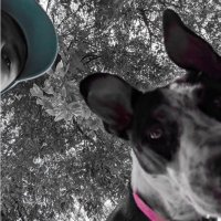 Alfredo (@alfredoram45) 's Twitter Profile