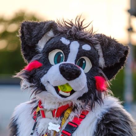 Hai ^~^ I'm Kuro! He/Him/They/Them. I'm aged 26 Border Collie from Glasgow! My Suit is by SilvennaHandmade/KoshkaFursuits. 
Open (but slow) DMs :3c!